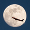 飛行機と月