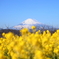 今年の菜の花×富士