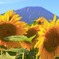 夏バテ