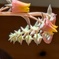 エケベリアの花