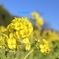 菜の花
