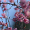 紅梅
