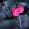 紅梅②