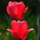 チューリップ