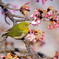 河津桜メジロ