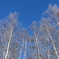 「白樺～青空～、ま～だ寒い～(笑)」