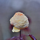 傷んだ冬薔薇