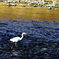 浅瀬を歩くサギ