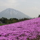 芝桜