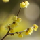 Wintersweet, out of sight