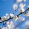 近所の梅開花