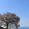 わに塚の一本桜と八ヶ岳