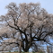 わに塚の一本桜