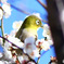 白梅の花に囲まれるメジロ  