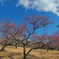 紅梅と早春の空