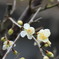 春の兆し