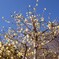 青空に春を告げる蝋梅の花！