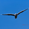 ユリカモメの飛翔-4