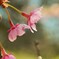 野間の河津桜　➂。。。！