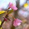 野間の河津桜　②。。。！
