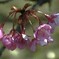 野間の河津桜　①。。。！