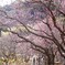 熱海梅園 (3)