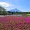 芝桜と富士