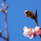 開花し始めた河津桜