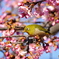 河津桜にメジロ