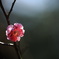 紅梅