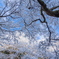 見上げた青空と雪化粧