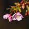 用水路・河津桜花開く