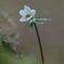 セツブンソウ花一輪立ち・・・