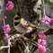 紅梅にミヤマホウジロ