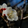 梅の花