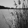 葦のある湖