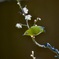 梅の花にメジロ