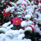 Snow and Camellia
