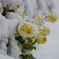 雪化粧の菜の花