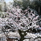 梅にも雪