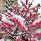 ☃　紅梅に積雪　{{{{（❆☻ω☻❆）}}}}寒ううぅ　