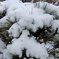 ☃　松に積雪　{{{{（❆☻ω☻❆）}}}}寒ううぅ