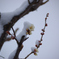 梅の花と雪