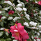 今朝の積雪「山茶花」