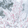 紅梅に雪化粧２