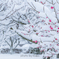 紅梅に雪化粧３