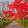 紅葉する参道