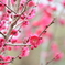 梅の花