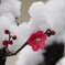 今日の紅梅　綺麗な花に冷たい雪が、チョット可哀想でした。