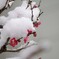 今日の紅梅さん　こちらも雪化粧されてしまいました。